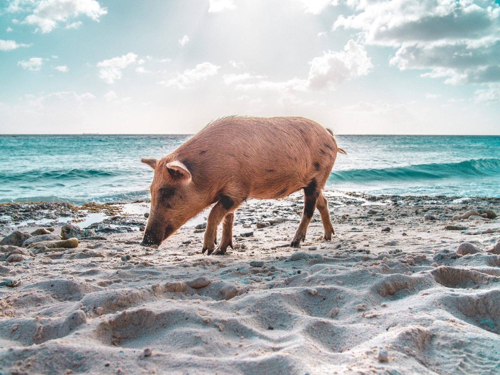 swim with pigs bahamas